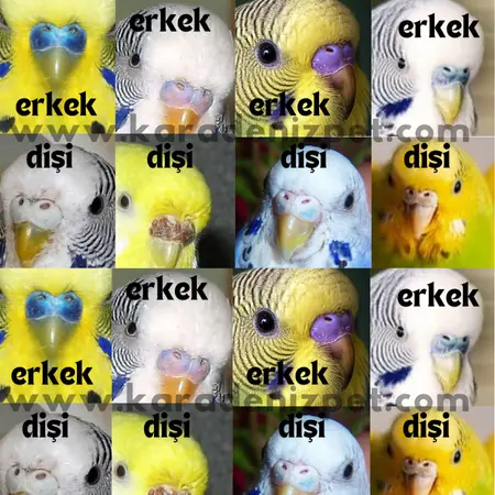 Muhabbet Kuşu Cinsiyeti Nasıl Anlaşılır? Cinsiyet Ayrımı